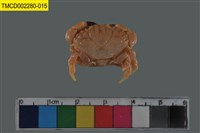 藏品(肉球皺蟹)的圖片